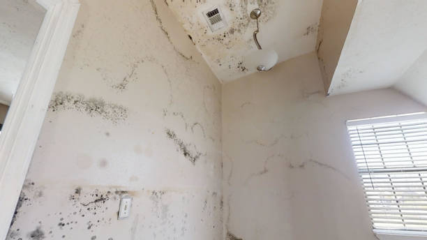 Best Mold Documentation for Insurance Claims  in Port Republic, NJ