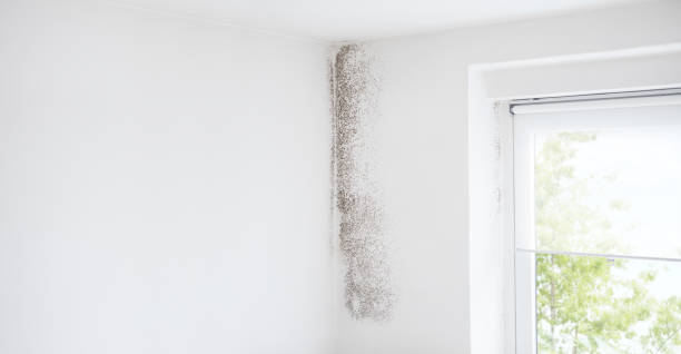 Best Mold Prevention Services  in Port Republic, NJ